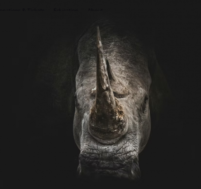 Rhinoceros
